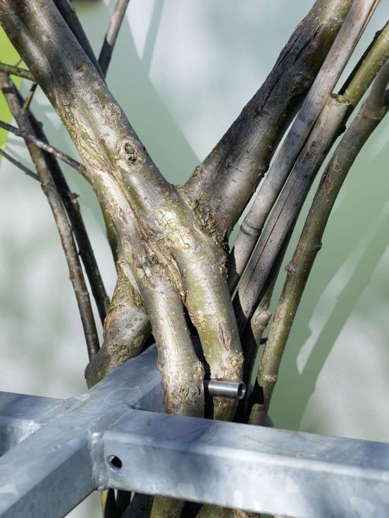 Photo: Intertwining of tree and building, 2011