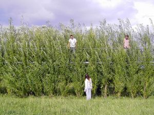 Photo: Elevated walkway, spring 2005