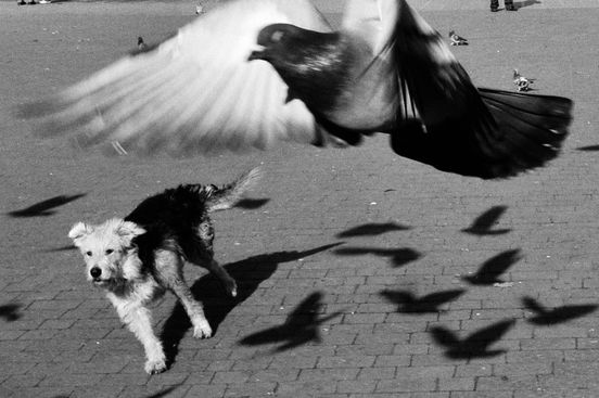 Yurko Dyachyshyn, Lviv, Ukraine, 2009