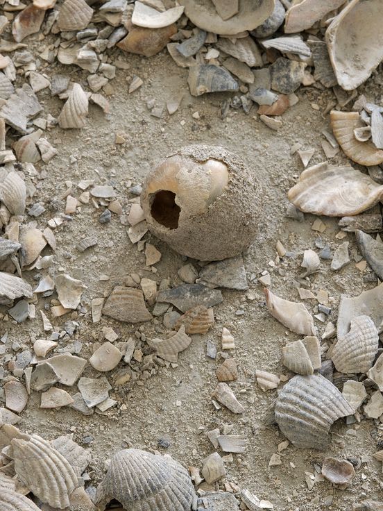 Nina Canell, "Muscle Memory (7 Tonnes)", Hardscarping material from marine molluscs, Dimensions variable, 2022