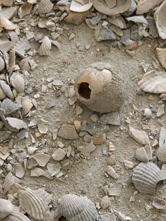 Nina Canell, "Muscle Memory (7 Tonnes)", Hardscarping material from marine molluscs, Dimensions variable, 2022