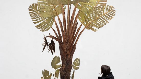 Julius von Bismarck, I like the flowers (Strelitzia Nicolai), 2017, Courtesy Julius von Bismarck; alexander levy, Berlin, and Sies + Höke, Düsseldorf, © Julius von Bismarck, VG Bild-Kunst, Bonn 2023