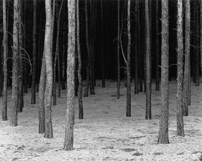 Falk Haberkorn, Schonung #2, Aus der 4-teiligen Serie „Schonung“, 2003/04 © VG Bild-Kunst, Bonn 2023 Falk Haberkorn, Schonung #2, Aus der 4-teiligen Serie „Schonung“, 2003/04 © VG Bild-Kunst, Bonn 2023
