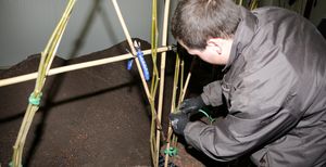 Photo: Planting and initial moulding of the plants