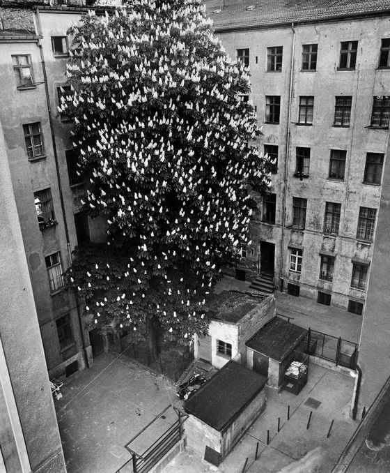 Manfred Paul, Berlin, Prenzlauer Berg, Stargarder Straße, 1982, © Manfred Paul