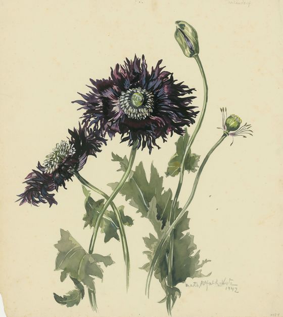 Marta Astfalck-Vietz, Mohn, um 1942, © VG Bild-Kunst, Bonn 2025